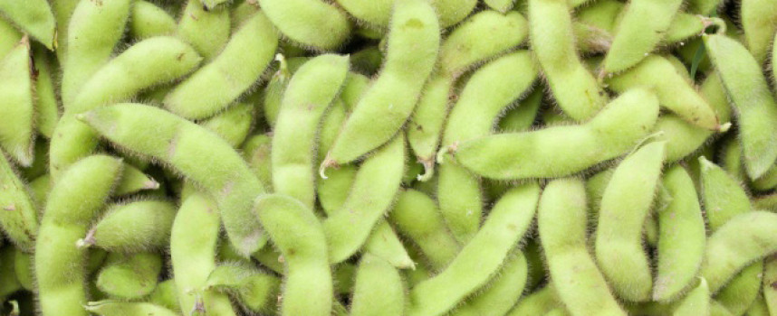 SCIENCE WARNING: Genetically modified soybeans cause stunted growth of animal offspring